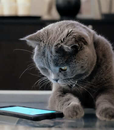Download Our Handy Veterinary App